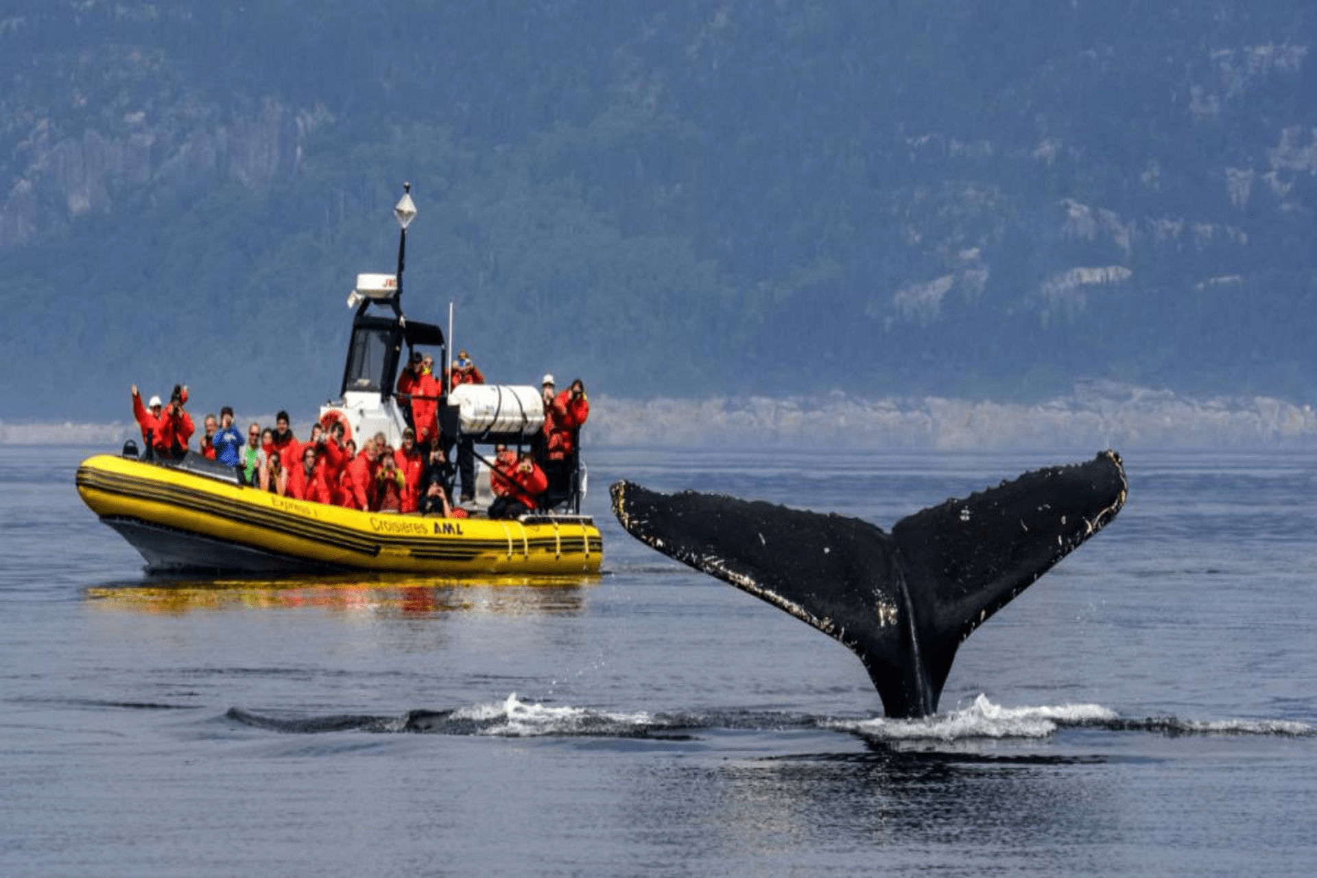 Baleines dans la Baie du Saint Laurent