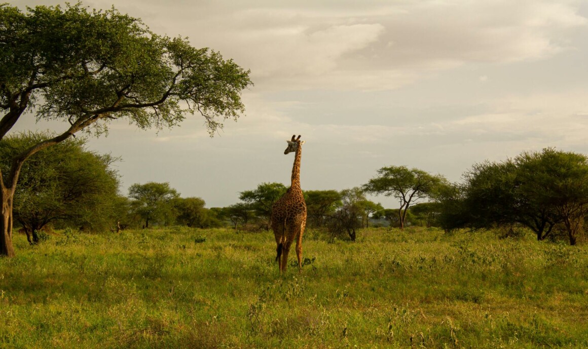 Escapade sur mesure en Tanzanie