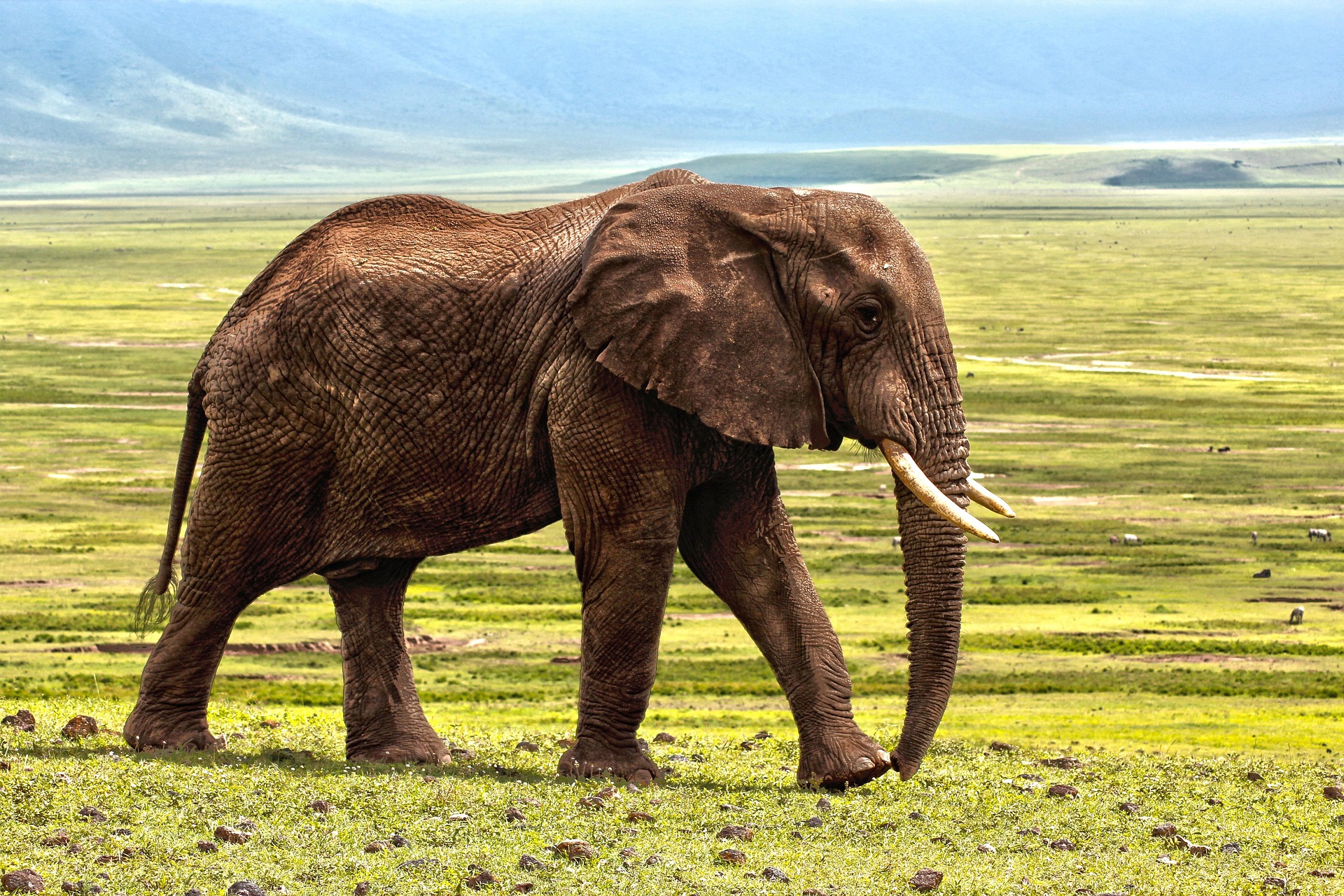 Safari en famille : à partir de quel âge ?